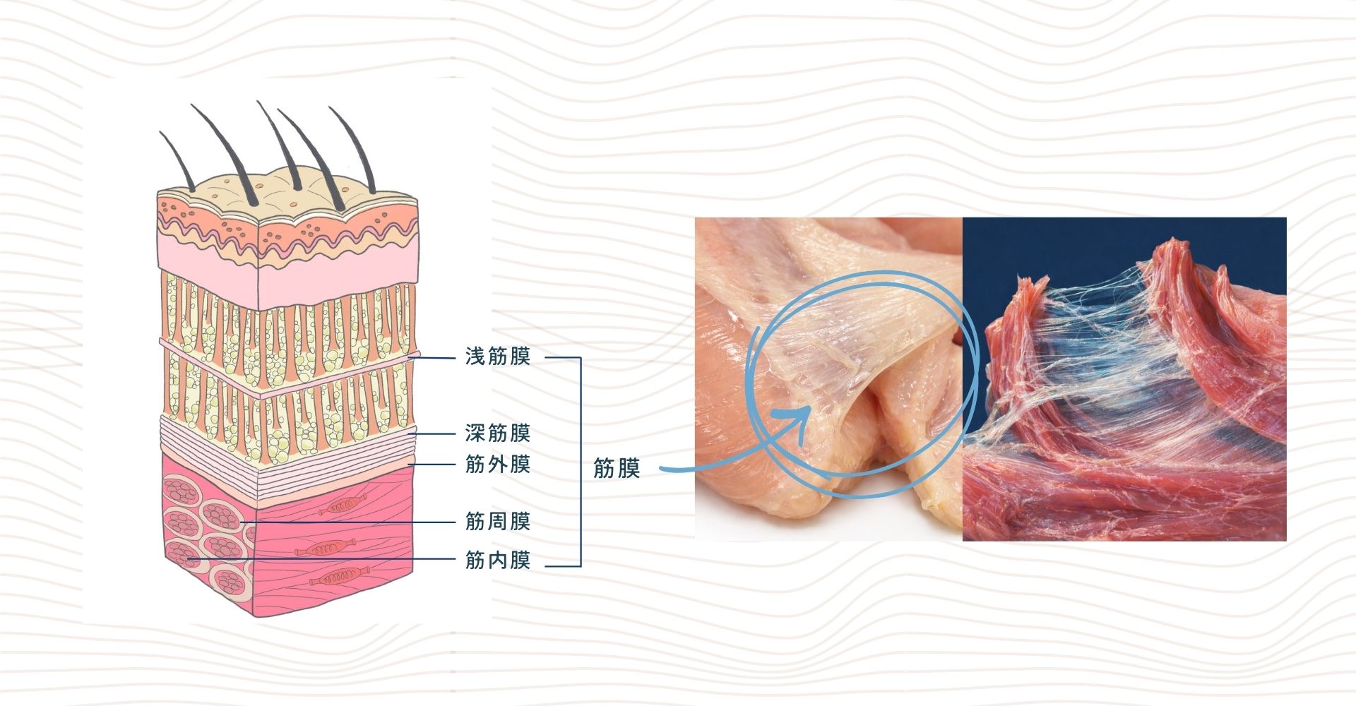 筋膜リリース前後比較
